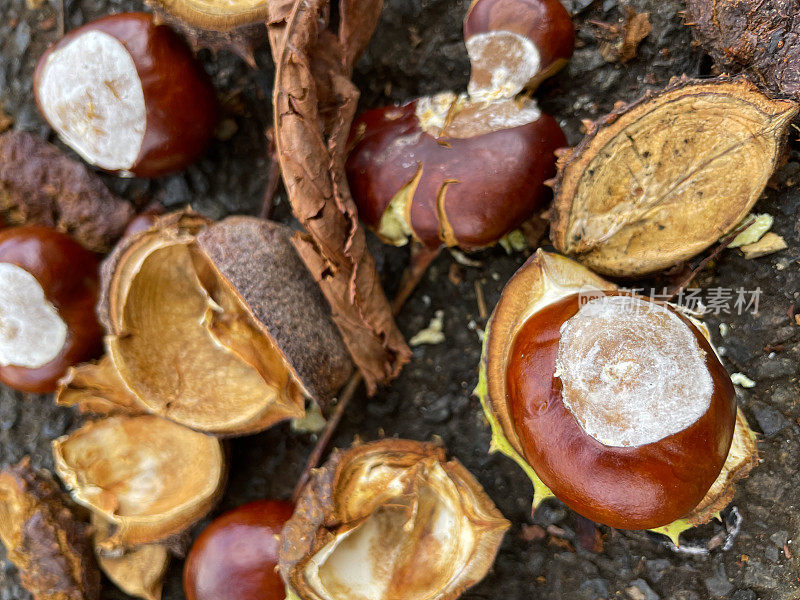 落在柏油路地面上的欧洲七叶栗子(Aesculus hippocastanum)果实的全帧图像，有光泽的棕色种子(松果)在绿色中带白色疤痕，有刺的案例，分裂的蒴果，高架视图